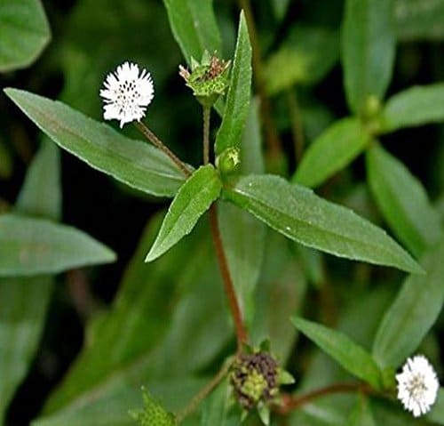 bhringraj1 Le Erbe di Janas Bhringraj (MAKA) Bio